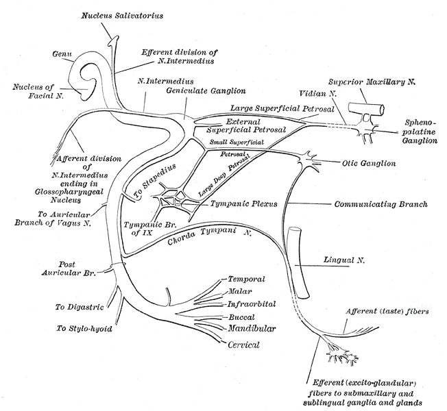 Gray's Anatomy 第七對腦神經解剖文獻
